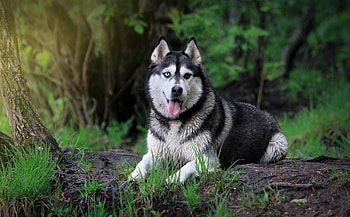*** Husky ***, animal, dog, husky, animals, dogs HD wallpaper