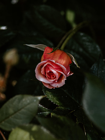 Flowers, Pink, Flower, Plant, Rose Flower, Rose, Bloom, Flowering HD phone wallpaper