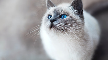Blue Eyes White Black Cat Is Looking Up Standing In Blur Background Cat HD wallpaper