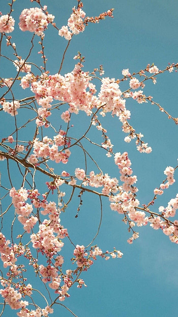 Cherry Tree, Aesthetic cherry blossom, Top backgrounds, Nature HD phone wallpaper