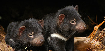 Adopt a Tasmanian Devil, Taronga Conservation Society, Wildlife adoption program, Support Tasmanian Devil conservation HD wallpaper
