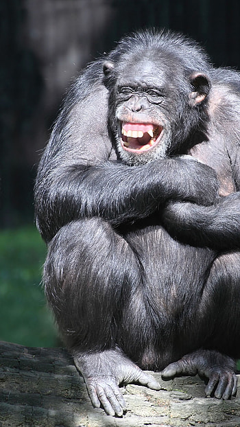 Chimpanzee couple, Cute animals, Funny monkeys HD phone wallpaper
