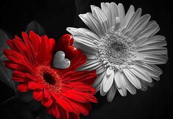 ღ❤ღ, heart, gerbera, love, flower HD wallpaper