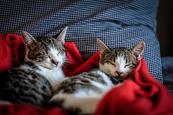 Two adorable kittens peacefully sleeping on a soft red blanket indoors. HD wallpaper