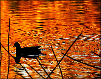 autumn pond, golden, reflection, bird, autumn, pond HD wallpaper