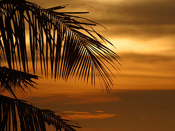 tropical palm at sunset, relaxing, plant, palm, tropical, peaceful, warm, sunset, evening HD wallpaper