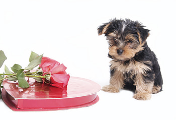 Happy Valentine's Day!, dog, animal, white, cute, valentine, rose, flower, red, yorkshire terrier, card, caine HD wallpaper