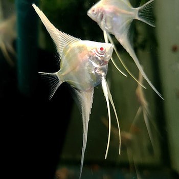 Angelfish, Albino Dantum, Sale, Angels HD phone wallpaper