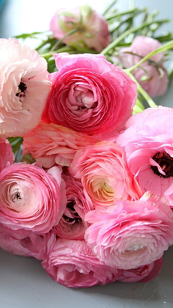 Ranunculus, Pink Flower HD phone wallpaper