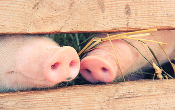 Adorable piglets, Pig farm life, Playful snouts, Oink oink HD wallpaper