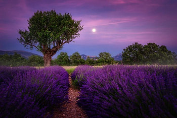 Moon Night, landscape, lavander, purple field HD wallpaper