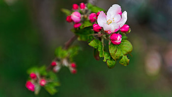 Flowers, Macro, Blur, Smooth, Bloom, Flowering, Branch HD wallpaper