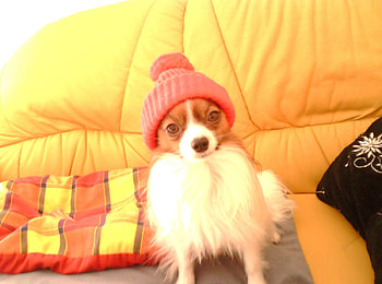 wilson luvs wooly hat, he does so like it, wooly tammy HD wallpaper