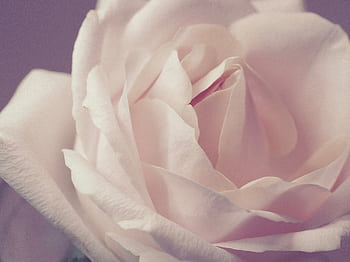 Beautiful close-up of a delicate pink rose, showcasing its soft petals in elegant detail. HD wallpaper