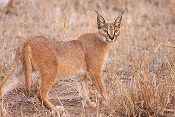 African beauty, Stealthy predator, Haunting presence, Strikingly beautiful HD wallpaper