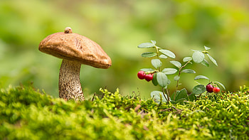 Macro mushroom graphy, Mossy environment, Berry accents, Visual delight HD wallpaper