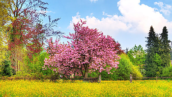Landscape, Flowers, Trees, Grass HD wallpaper