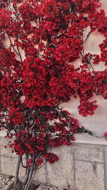 Red Aesthetic, Red Beautiful Tree HD phone wallpaper