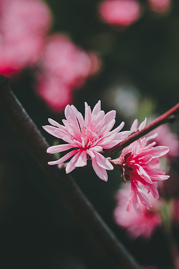 Flower, Flowers, Pink, Plant, Macro, Bloom, Flowering HD phone wallpaper
