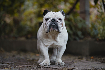 Animals, Dog, Bulldog, Serious, English Bulldog HD wallpaper