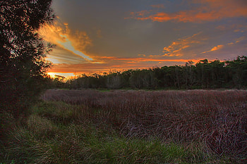 Quiet Field, field, trees, sky, nature, serene HD wallpaper