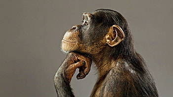 Chimpanzee in the wild, Chimpanzee portrait, Primate intelligence, Jungle habitat HD wallpaper