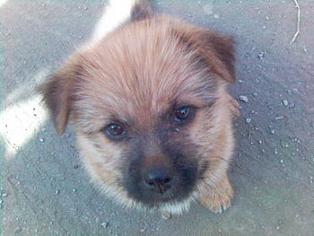 puppy, cute puppy HD wallpaper