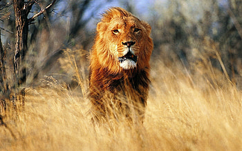 Animals, Prairie, Lion, Wind HD wallpaper