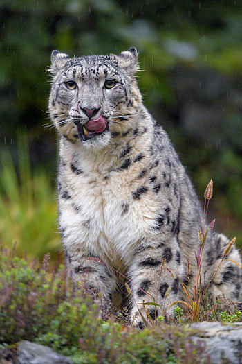 Animals, Snow Leopard, Leopard, Predator, Big Cat, Protruding Tongue, Tongue Stuck Out HD phone wallpaper