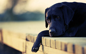 Animals, Lie, To Lie Down, Dog, Muzzle, Sadness, Sorrow HD wallpaper