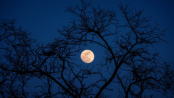 Captivating moon, Starry night sky, Celestial wonder, Cosmic beauty HD wallpaper