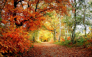 Landscape, Nature HD wallpaper