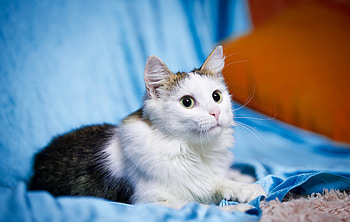 Animals, Cat, Muzzle, Sight, Opinion, Shoot, ession HD wallpaper