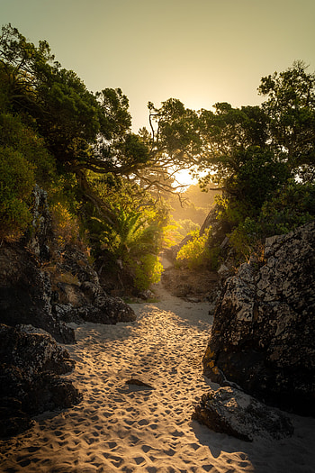 Nature, Trees, Sand, Rocks, Island, Sunlight HD phone wallpaper