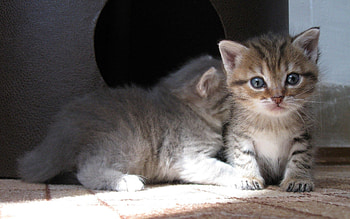 Animals, Sit, Couple, Pair, Shadow, Toddlers, Kids, Kittens HD wallpaper