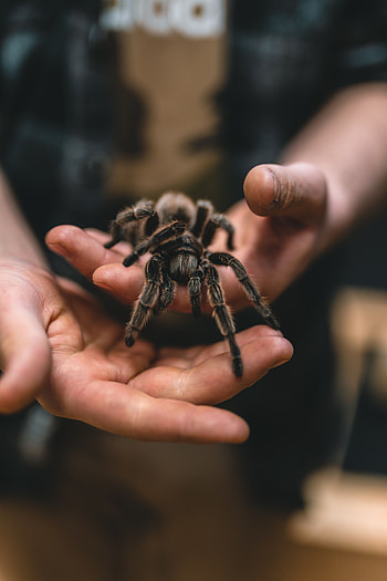 Animals, Hands, Spider, Tarantula HD phone wallpaper