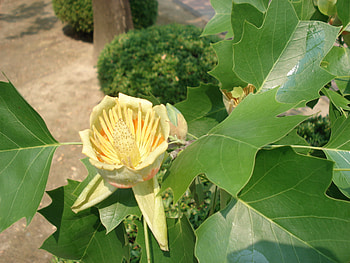Tulip Tree HD wallpaper