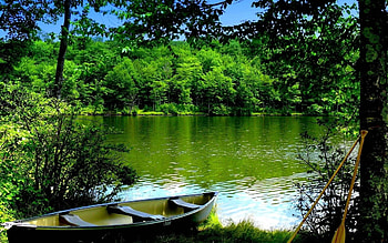 Nature, Water, Trees, Boat, Oars, Paddles HD wallpaper