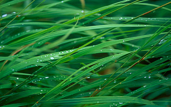 Plants, Grass, Drops HD wallpaper