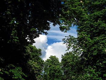 Nature, Trees, Sky HD wallpaper
