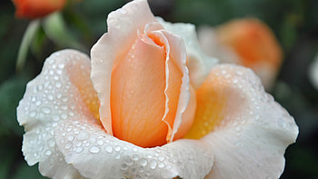Beautiful Flower, rose, nature, bloom, flower HD wallpaper
