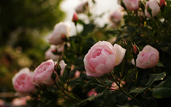 Plants, Flowers HD wallpaper