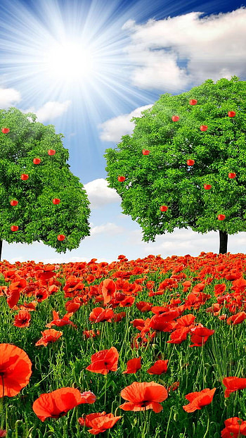 Trees in Poppy Field, tree, earth, nature, poppy HD phone wallpaper