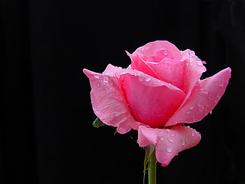 Plants, Flowers, Background, Roses, Drops HD wallpaper
