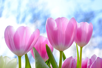 Fresh, pink tulips, flowers HD wallpaper