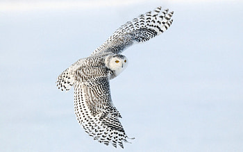 Animals, Sky, Owl, Bird, Predator, Wings, Wave, Sweep HD wallpaper