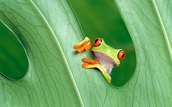 Frog, animal, eyes, nature HD wallpaper