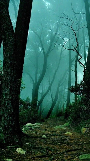 Forest, Jungle, Green HD phone wallpaper