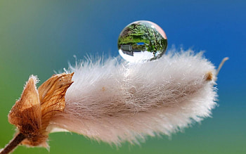 Flower, Macro, Drop, Verba, Pussy Willow HD wallpaper