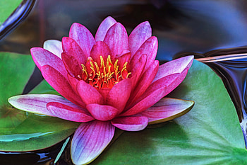 Pink, flower, water lily, close up HD wallpaper